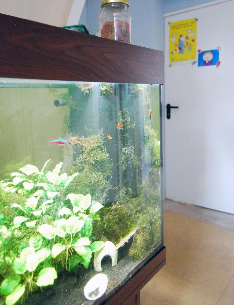 unser aquarium ist immer interessant