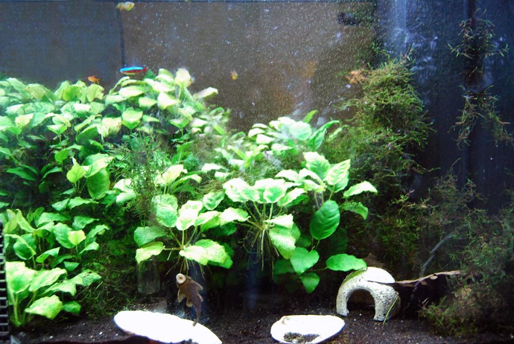 unterwasserwelt in unserem aquarium