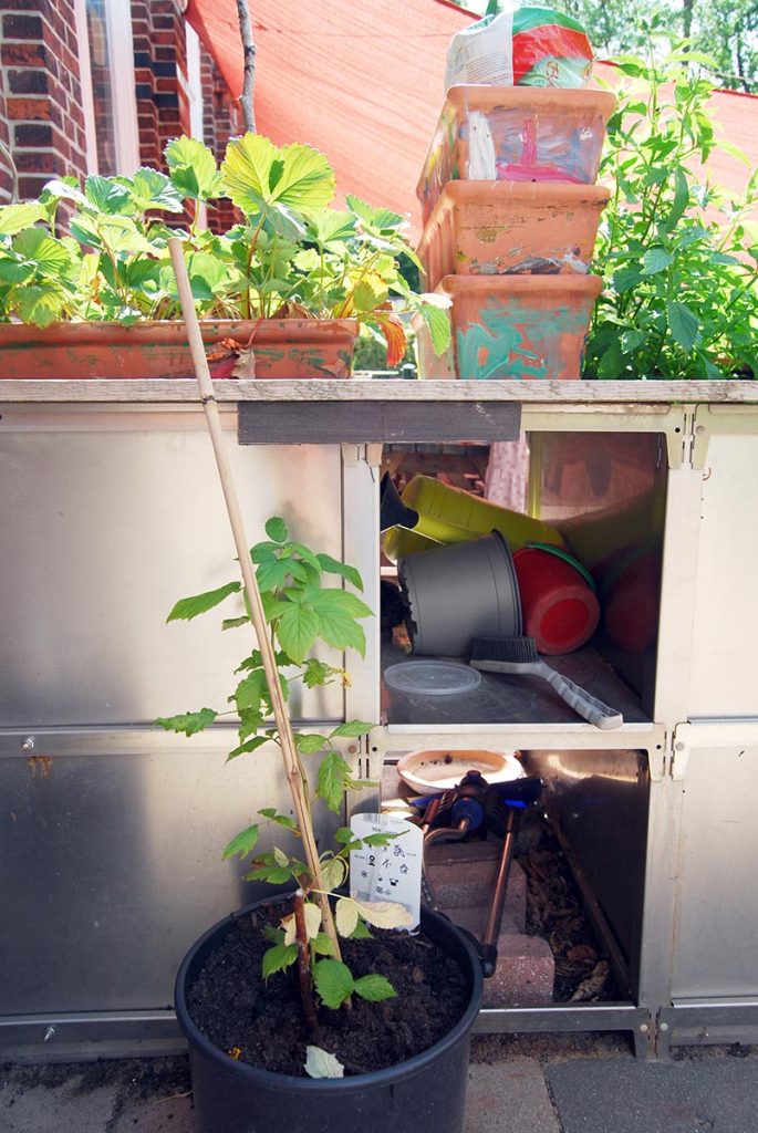 das hochbeet bepflanzen wir jedes Jahr neu